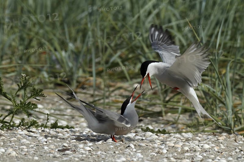 Common Tern (Sterna hirundo), Lower Saxony, Germany