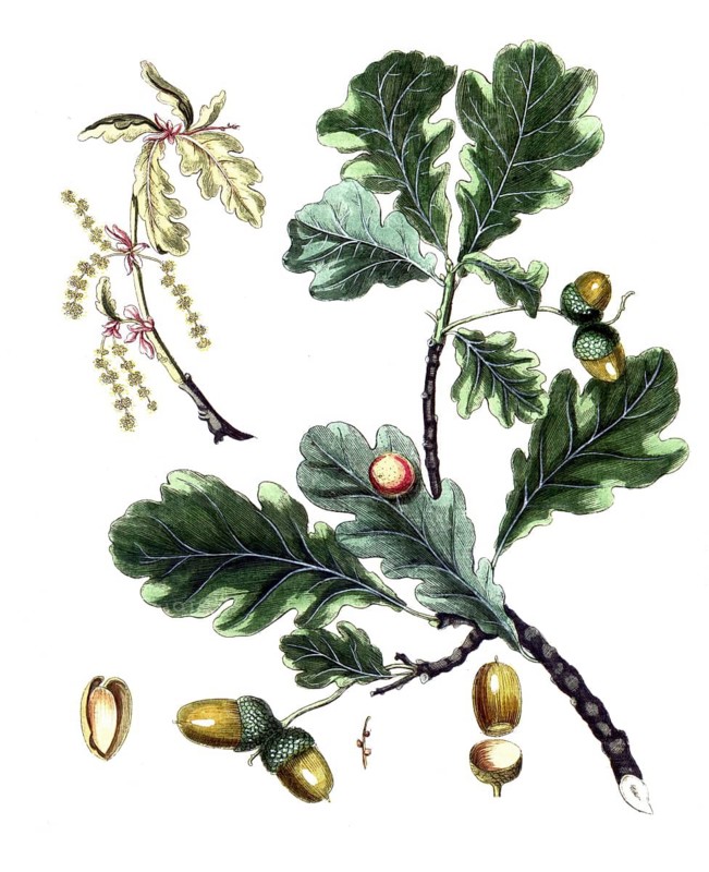 Quercus robur, English oak, summer oak or German oak, digital reproduction of a historical original, between 1790 and 1810