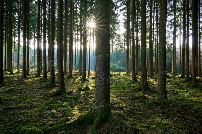 Spruce forest flooded with sunlight falling through branches onto a mossy ground, Mudau, Odenwald, Baden-Württemberg, Germany