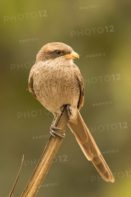 Yellow-billed Shrike (Corvinella corvina), Gambia