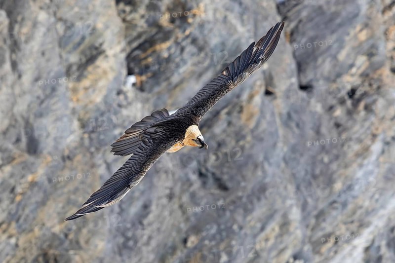 Bearded Vulture (Gypaetus barbatus) flying, Valais, Switzerland