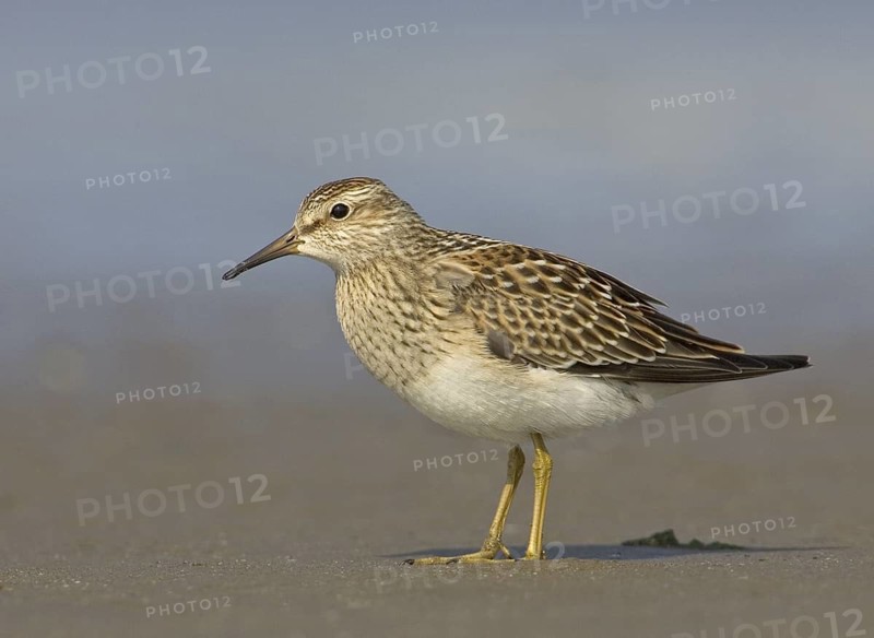 Pectoral Sandpiper (Calidris melanotos), Ohio, USA