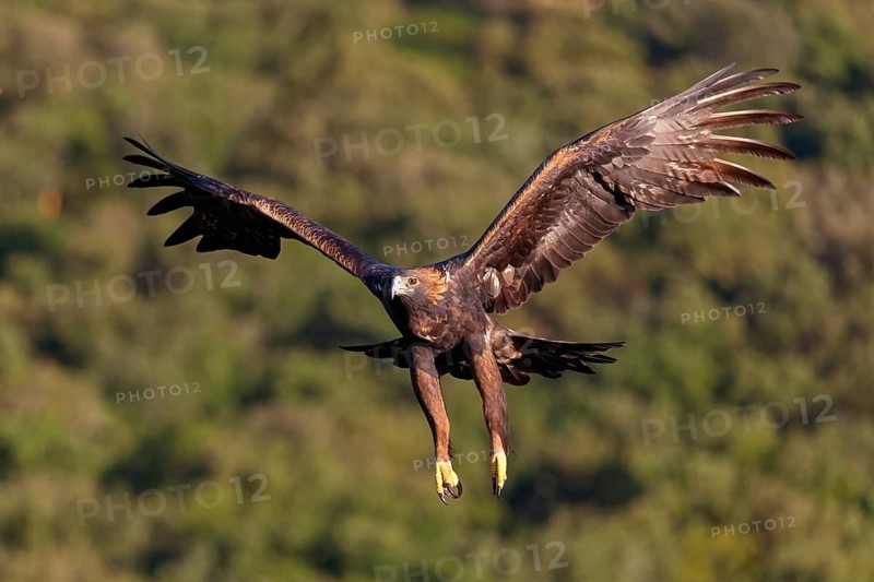 Golden Eagle, (Aquila chrysaetos), bird of prey, family of hawk-like birds, flight, biotope, habitat, foraging, El Millaron Golden Eagle Hide, Salorino, Extremadura Caceres, Spain