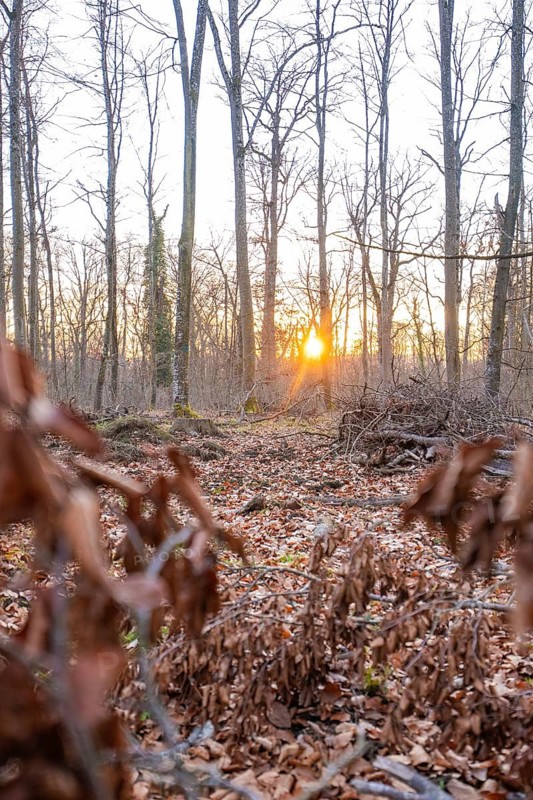 A sunset illuminates the rows of trees in the forest, with leaves in the foreground, forest pasture compensation project of Hermann Hessebahn, Gechingen district of Calw, Germany