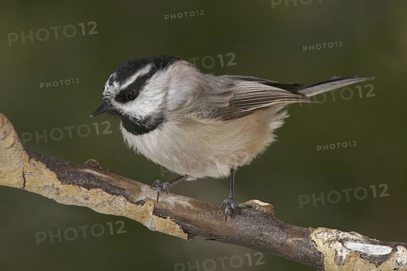 Mountain Chickadee (Poecile gambeli), New Mexico, USA