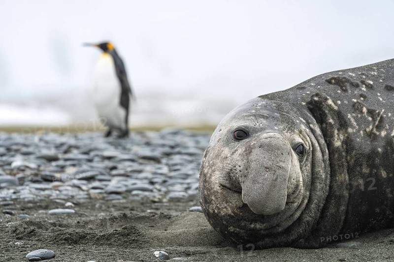 Southern elephant seal (Mirounga leonina), lying on the shingle beach, king penguin (Aptenodytes patagonicus) in the background, St Andrews Bay, South Georgia