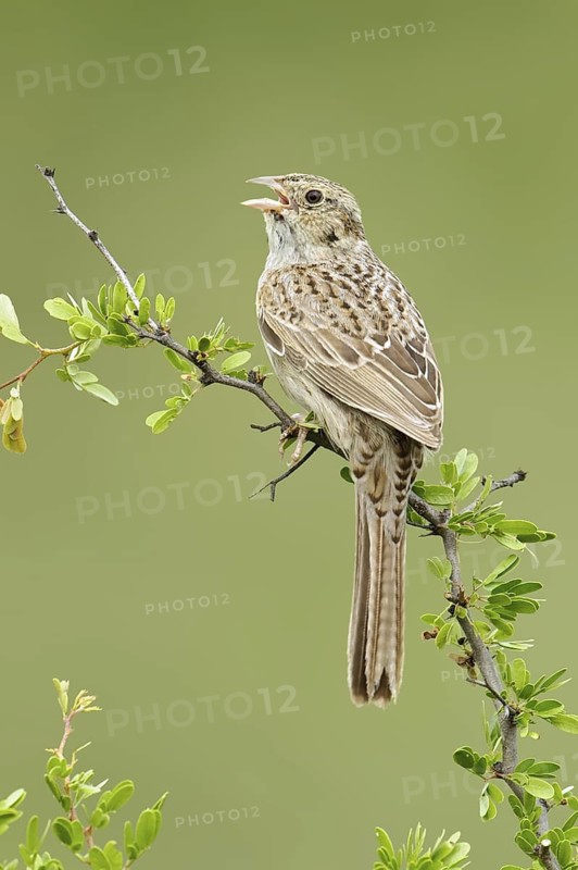 Cassin's Sparrow (Peucaea cassinii) singing, Texas, USA