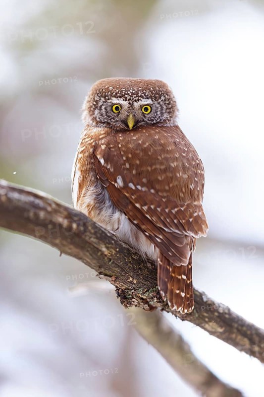 Pygmy owl (Glaucidium passerinum), Luce, Mountain area, Luce, Styria, Slovenia