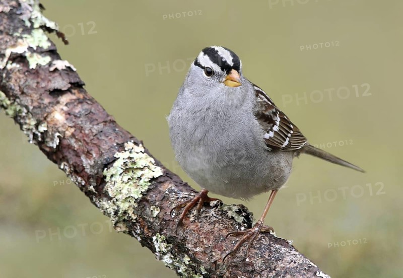 White-crowned Sparrow (Zonotrichia leucophrys), Saskatchewan, Canada