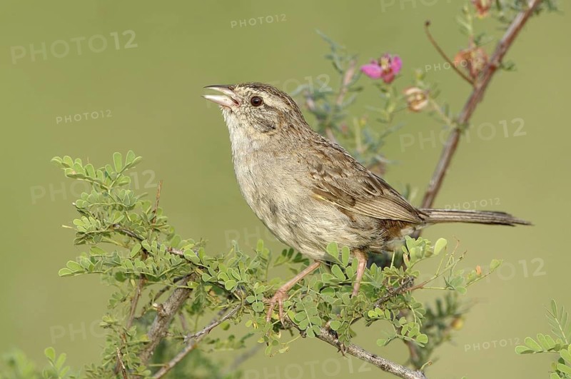 Cassin's Sparrow (Peucaea cassinii) singing, Texas, USA