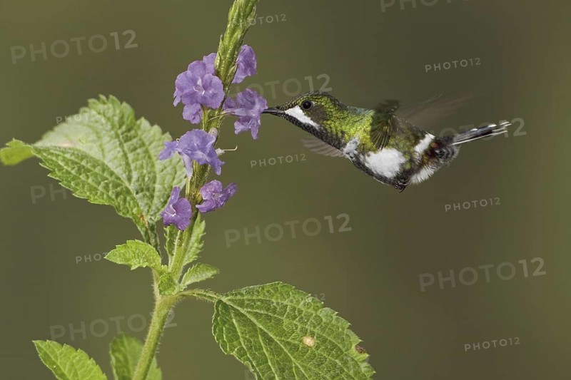 Black-bellied Thorntail (Discosura langsdorffi), Ecuador