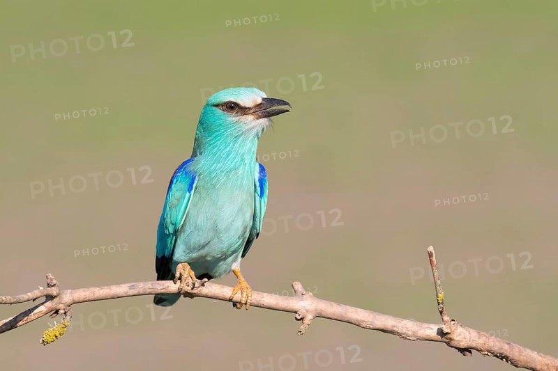 European Roller (Coracias garrulus) perched on a branch, Puszta, Hungary