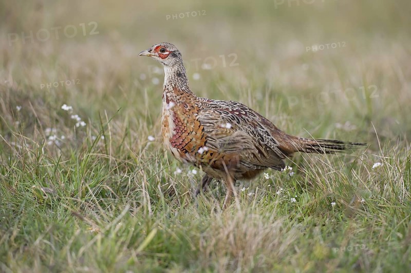 Common Pheasant (Phasianus colchicus) juvenile male, Poland
