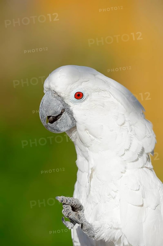White cockatoo (Cacatua alba), portrait, captive, occurrence in Indonesia