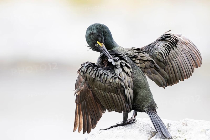 Cormorant (Gulosus aristotelis) during plumage care, Hornøya Island, Vardø, Varanger, Finnmark, Norway