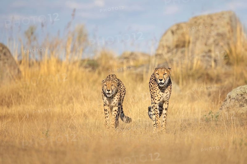 Cheetah (Acinonyx jubatus) pair walking in grassland, Castile-La Mancha, Spain
