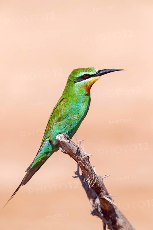 Blue-cheeked Bee-eater, (Merops persicus), family of bee-eaters, bird on perch, Al Mughsyal, Salalah, Dhofar, Oman