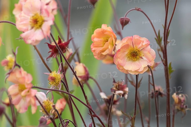Carnation root (Geum 'Nonna'), Germany