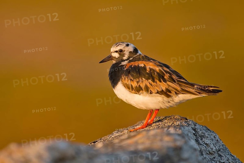 Ruddy Turnstone (Arenaria interpres), Finnmark, Norway