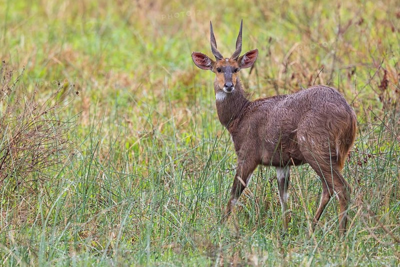 Bushbuck (Tragelaphus scriptus), antelope, iSimangaliso Wetland Park, St. Lucia, KwaZulu-Natal, South Africa