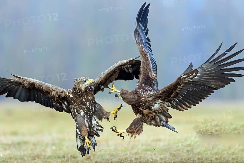 Two fighting sea eagles, (Haliaeetus albicilla), Haliaaetus albicilla, animals, birds, birds of prey, centrapoles, Kutno, Lodz, Poland
