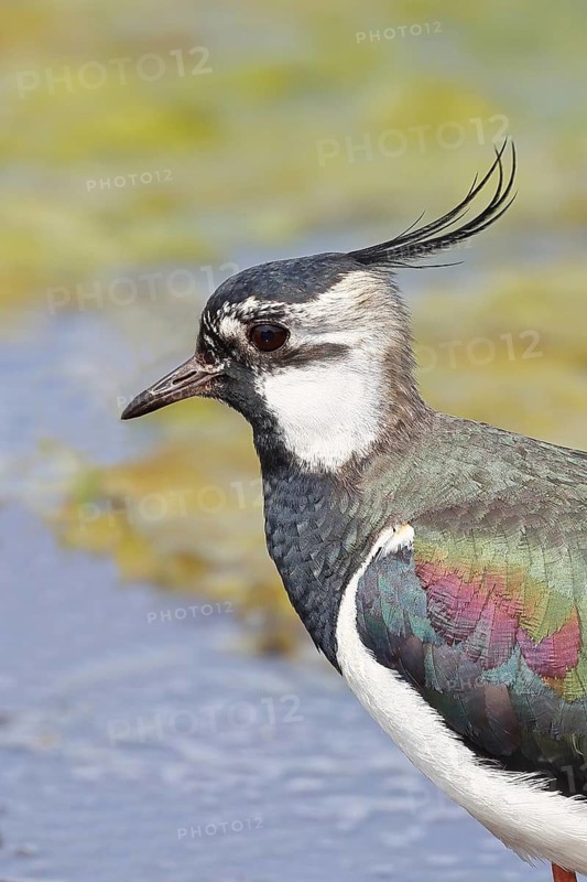 Lapwing (Vanellus vanellus), splendid plumage, animal portrait, wildlife, Lembruch, Ochsen Moor, Dümmer nature park Park, Lower Saxony, Germany