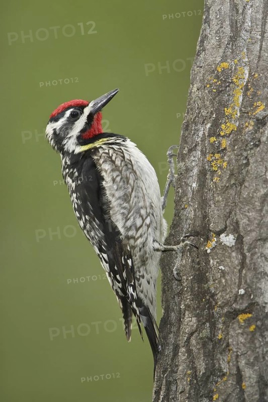 Yellow-bellied Sapsucker (Sphyrapicus varius) male, Manitoba, Canada