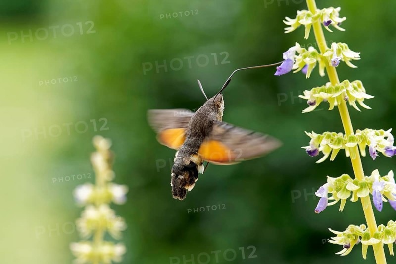 Hummingbird hawk-moth pollinates Coleus flowers, Hessen, Germany