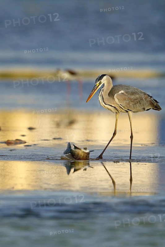 Grey grey heron (Ardea cinerea), foraging, prey, fish, boat trip, Tiszaalpár, Kiskunsági National Park, Bács-Kiskun, Hungary
