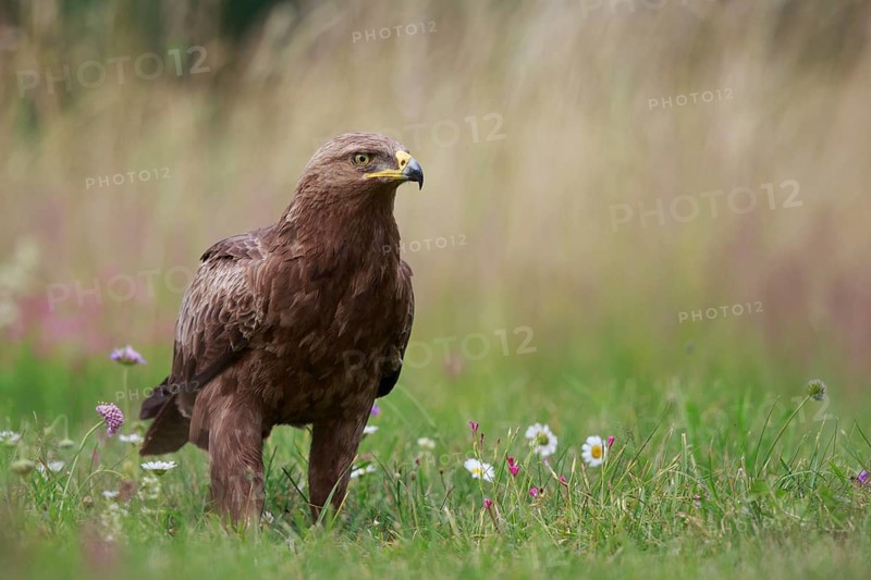 Lesser Spotted Eagle (Clanga pomarina) on grassland, Poland