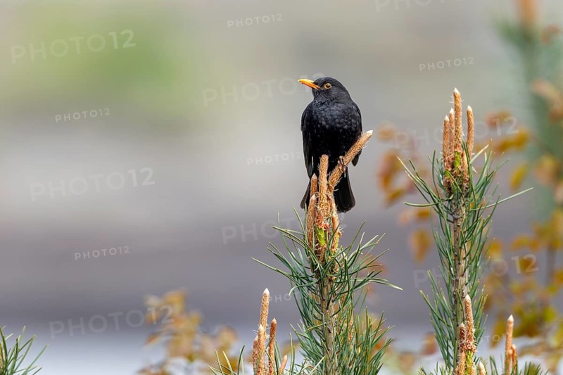 Male blackbird (Turdus merula) on a singing platform, April, Germany