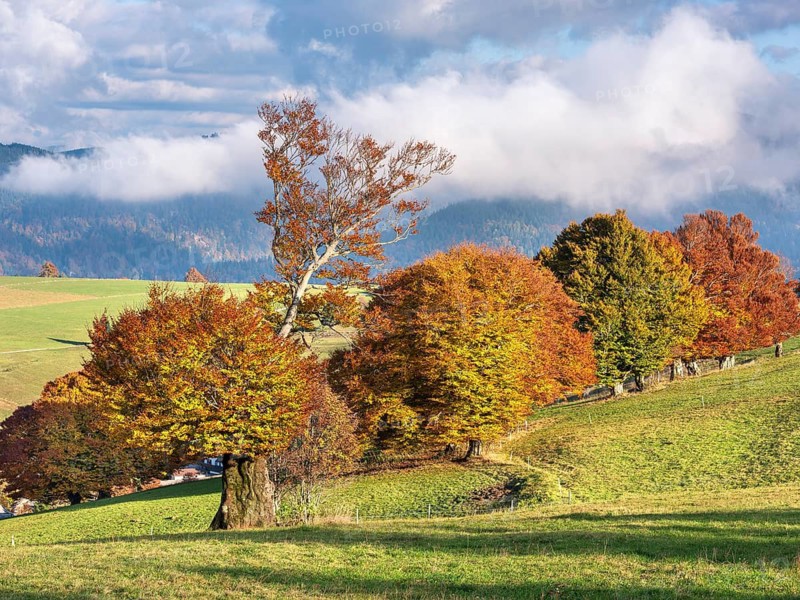 View of typical Black Forest landscape on Schauinsland, green meadows with old grazing beech trees in full autumn colors, clouds moving across the mountains, Black Forest, Baden-Württemberg, Germany