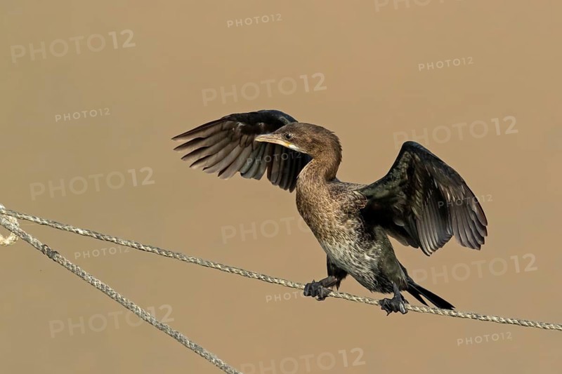 Pygmy Cormorant, (Phalacrocorax pygmeus), animals, birds, cormorant family, perch, rope, dew, Gome Junction Fish Ponds, Hula Valley, Northern District, Israel