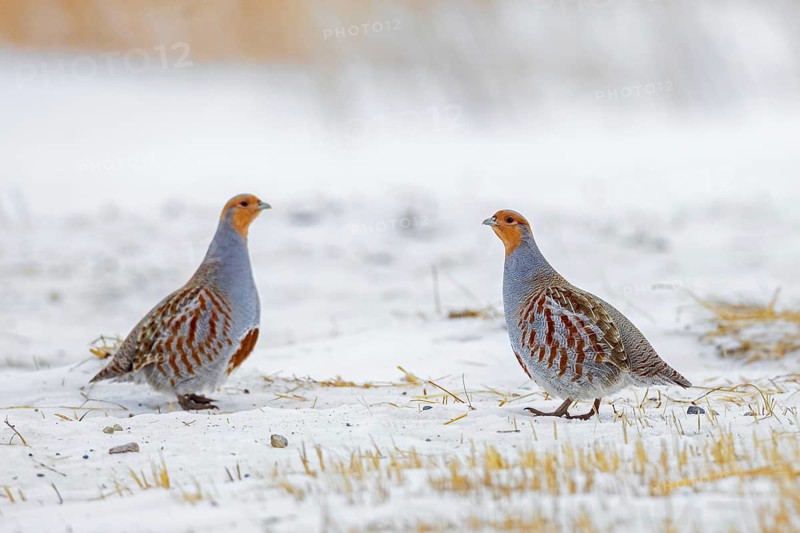 Two grey partridges, English partridges, huns (Perdix perdix), partridge pair foraging on snow covered farmland, agricultural field in winter