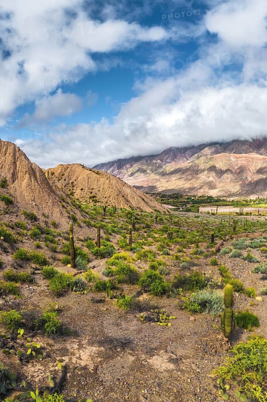 Stunning cactus landscape in Los Cardones National Park, Argentina, showcasing vibrant green cacti against rugged hills and a dramatic sky, perfect for nature lovers and adventurers