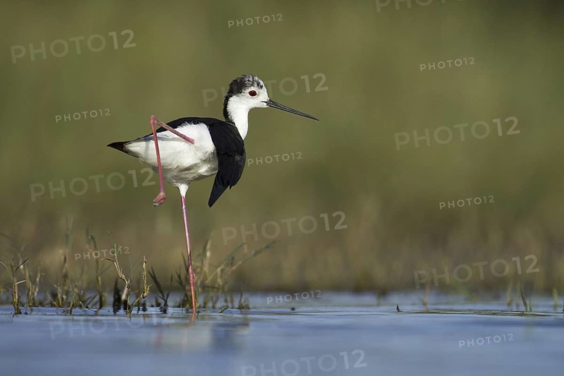 Black-winged Stilt (Himantopus himantopus), Portugal