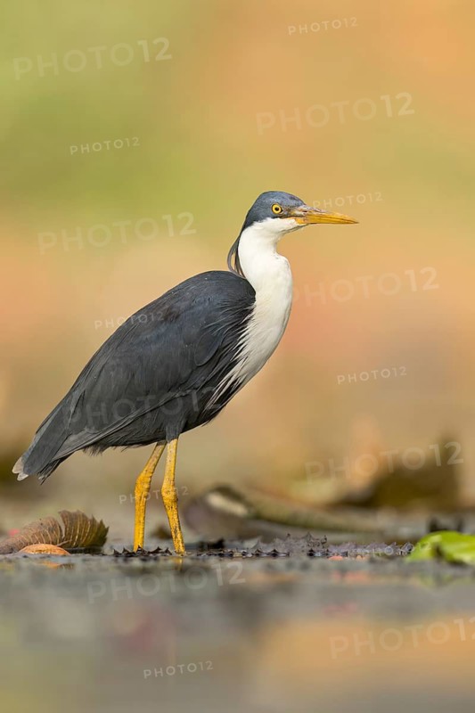 Pied Heron (Egretta picata) in a wetland area in Papua New Guinea