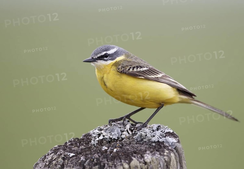 Western Yellow Wagtail (Motacilla flava), Ringkoebing Fjord, Tipperne, Denmark
