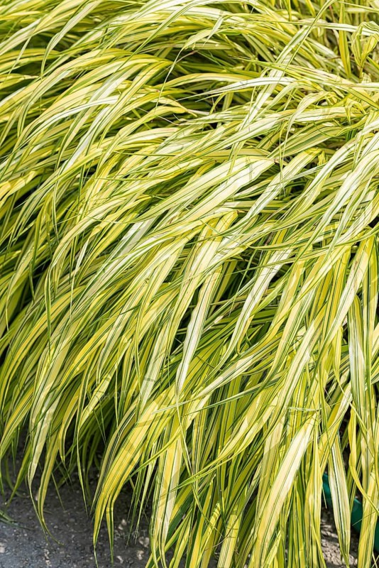 Japanese forest grass (Hakonechloa macra 'Aureola')