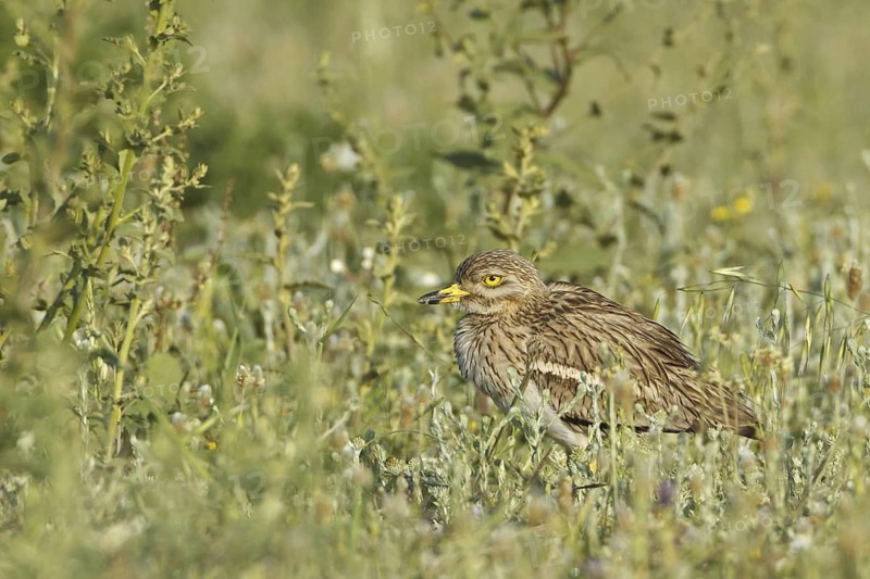 Eurasian Stone-curlew (Burhinus oedicnemus), Silifke, Turkey