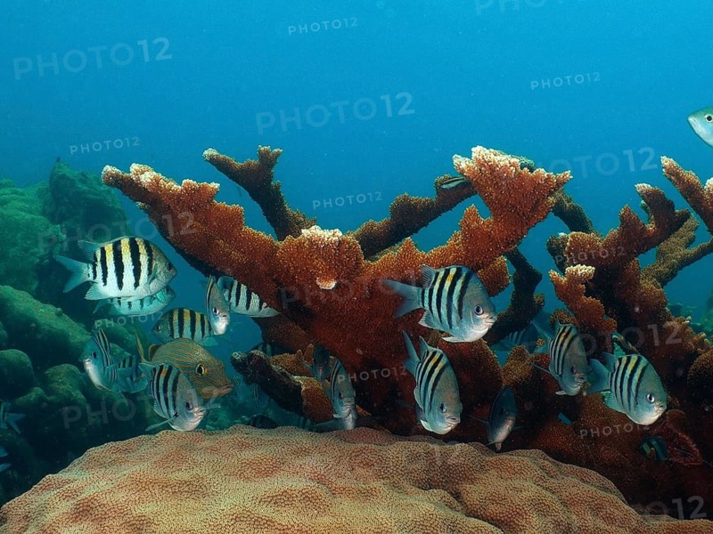 Striped Sergeant (Abudefduf saxatilis)