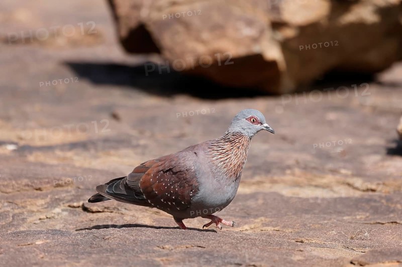 Guinea Pigeon (Columba guinea), Streak-necked Pigeon, adult, on ground, walking, foraging, Mountain Zebra National Park, Eastern Cape, South Africa