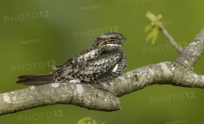 Common Nighthawk (Chordeiles minor), Texas, USA