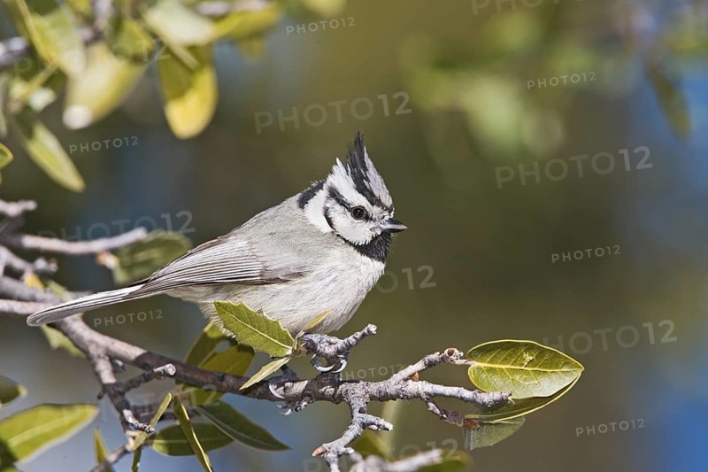 Bridled Titmouse Baeolophus wollweberi Sonoita, Cochise County, Arizona, United States 25 February Adult in Emory Oak (Quercus emoryii). Paridae