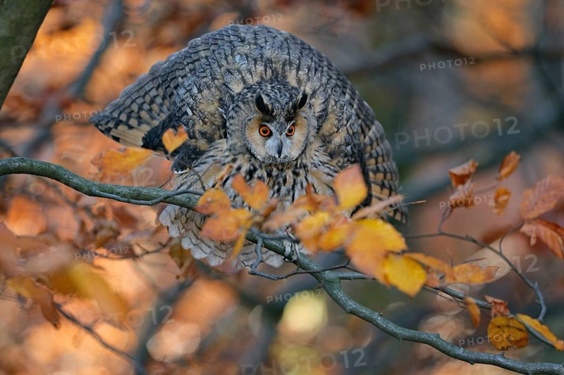 Waldohreule, lat. Asio otus, in Drohstellung in einer herbstfarbenen Buchenkrone