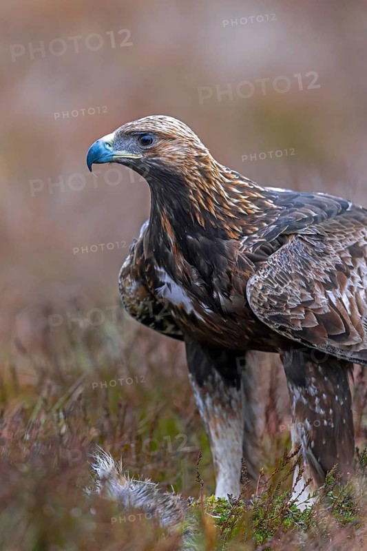 European golden eagle (Aquila chrysaetos chrysaetos) close-up portrait with prey in moorland, heathland in winter