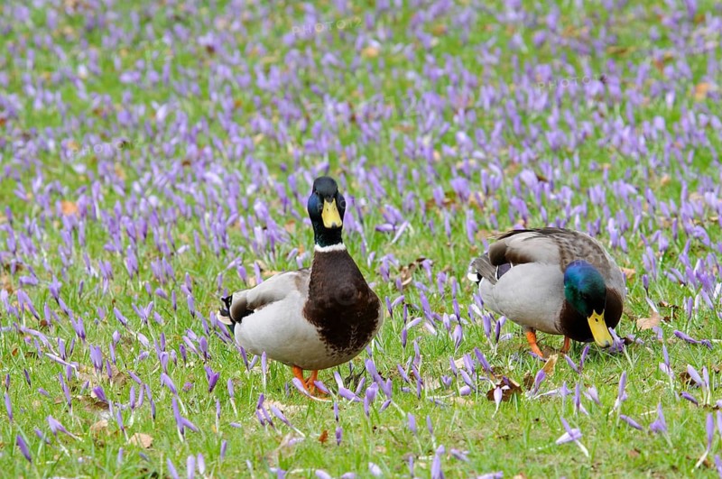 Mallard ducks (Anas platyrhynchos) among crocuses (Crocus napolitanus), Husum Castle Park, Schleswig-Holstein, Germany