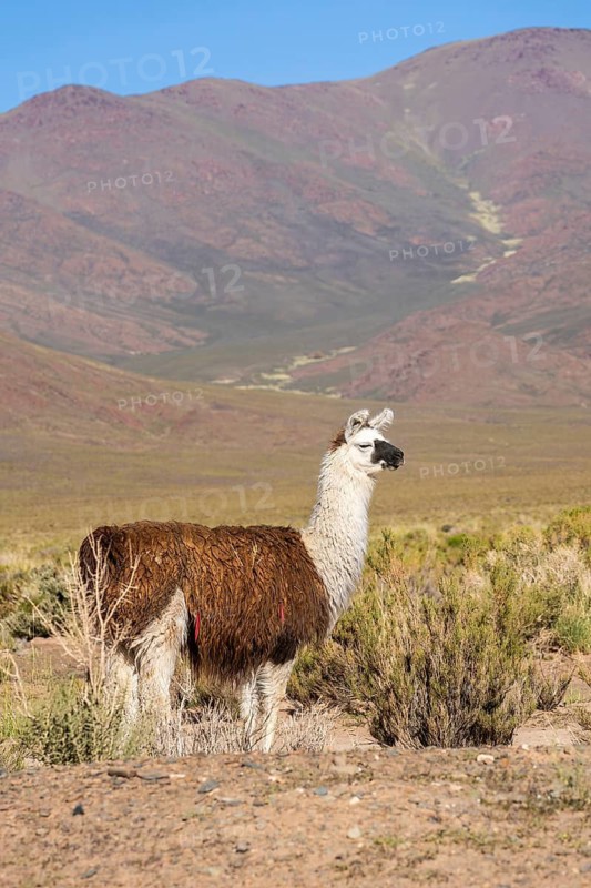 A lone Llama del Altiplano (Lama glama) grazes amidst sparse vegetation against a backdrop of colorful mountains in La Puna, Altiplano Andino, Argentina