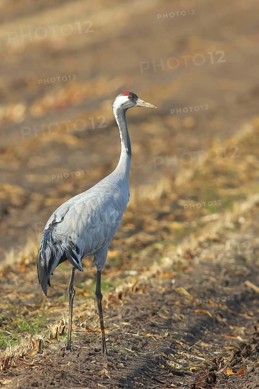 Crane, common crane (Grus grus) standing on the stubble field of a harvested maize field in autumn, Rehdener Geestmoor, Dümmer nature park Park, Lower Saxony, Germany