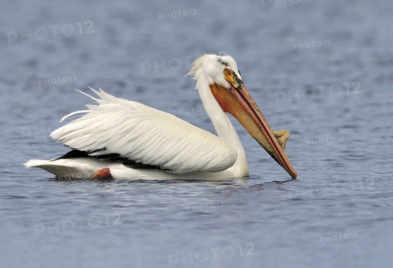 American White Pelican (Pelecanus erythrorhynchos), Alberta, Canada